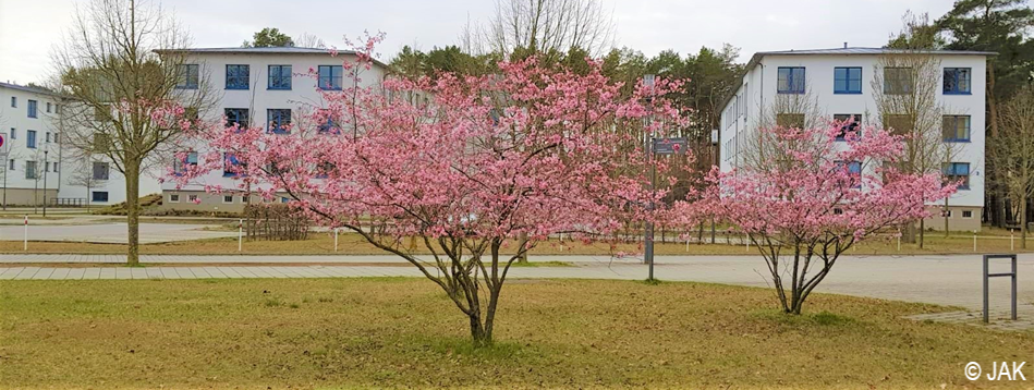 Bild: Blühende Frühlingsbäume vor dem Haus 1-3