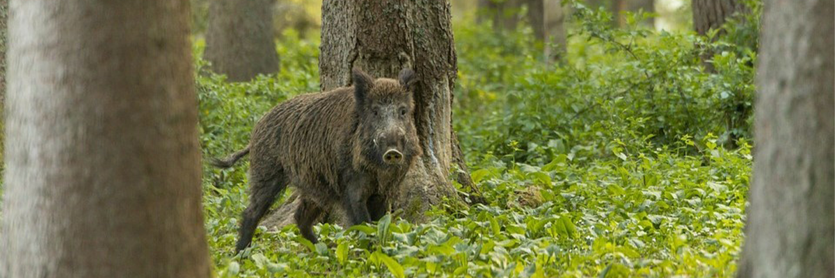 Bild von einem Wildschwein im Wald